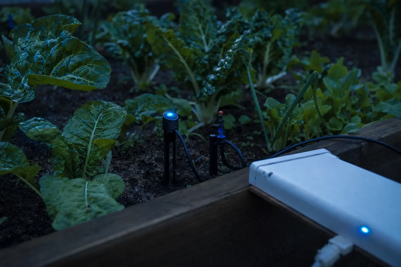 A soil sensor and drip-irrigation emitter among leafy vegetable rows in a raised growing bed